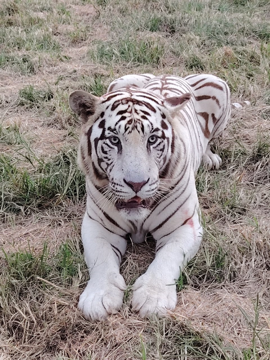 6 Bedroom Property for Sale in Zeerust North West